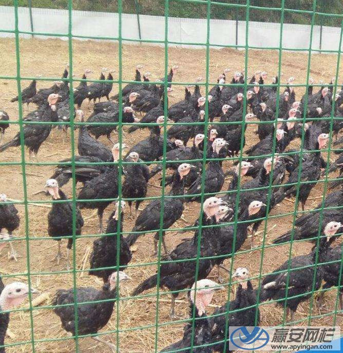 養(yǎng)殖場鐵絲網(wǎng)