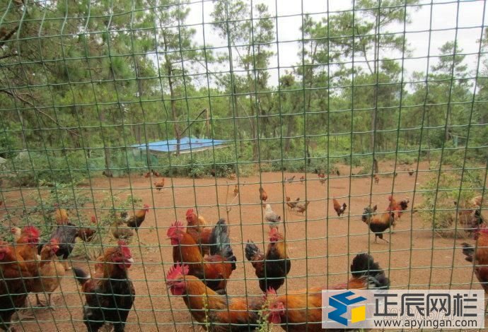 養(yǎng)雞用圍欄網(wǎng)圖片