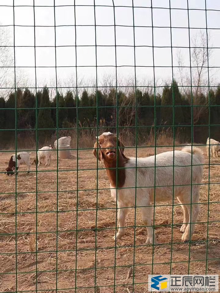 圈地護欄網(wǎng)