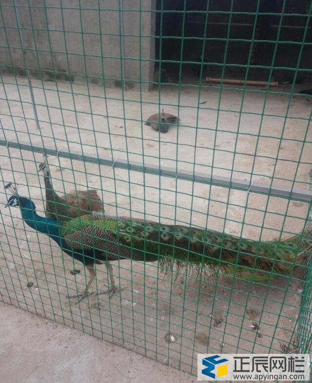 養(yǎng)殖護欄網(wǎng)