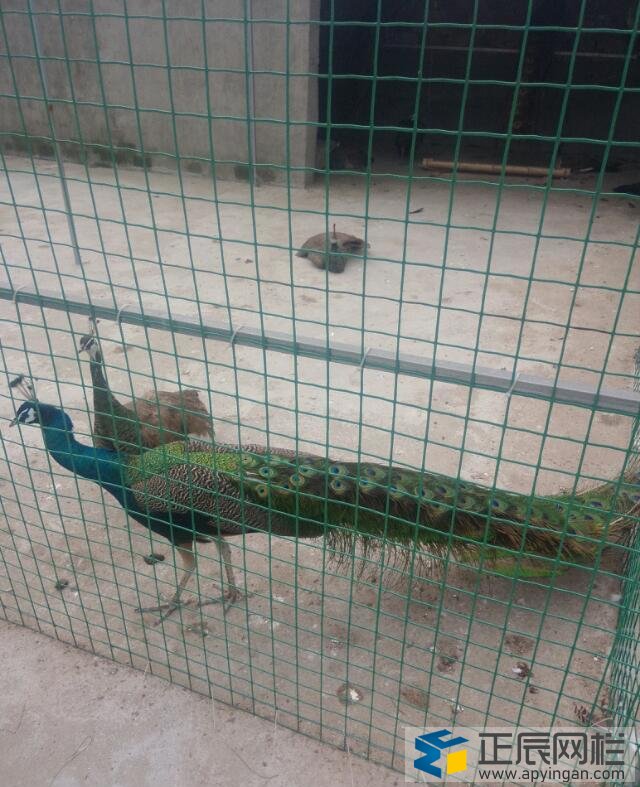 養(yǎng)殖圍欄網(wǎng)價(jià)格