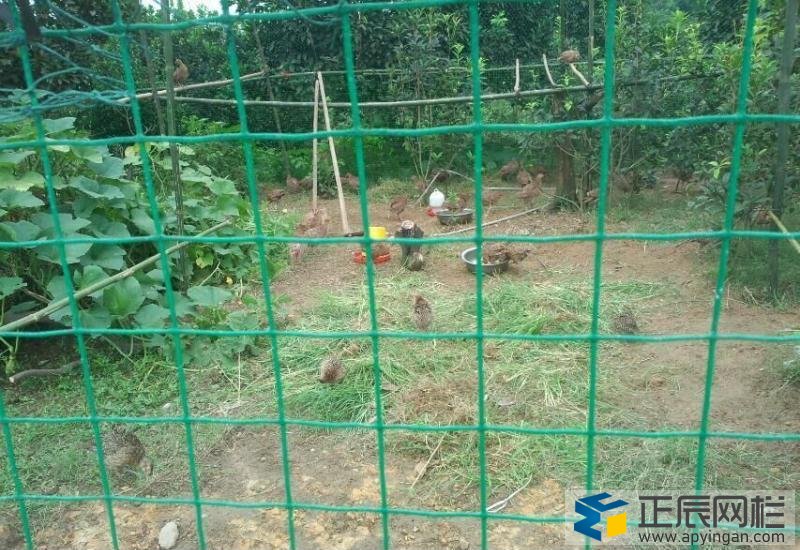 養(yǎng)雞圍網(wǎng)